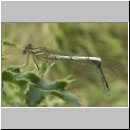 Platycnemis pennipes - Blaue Federlibelle 13.jpg